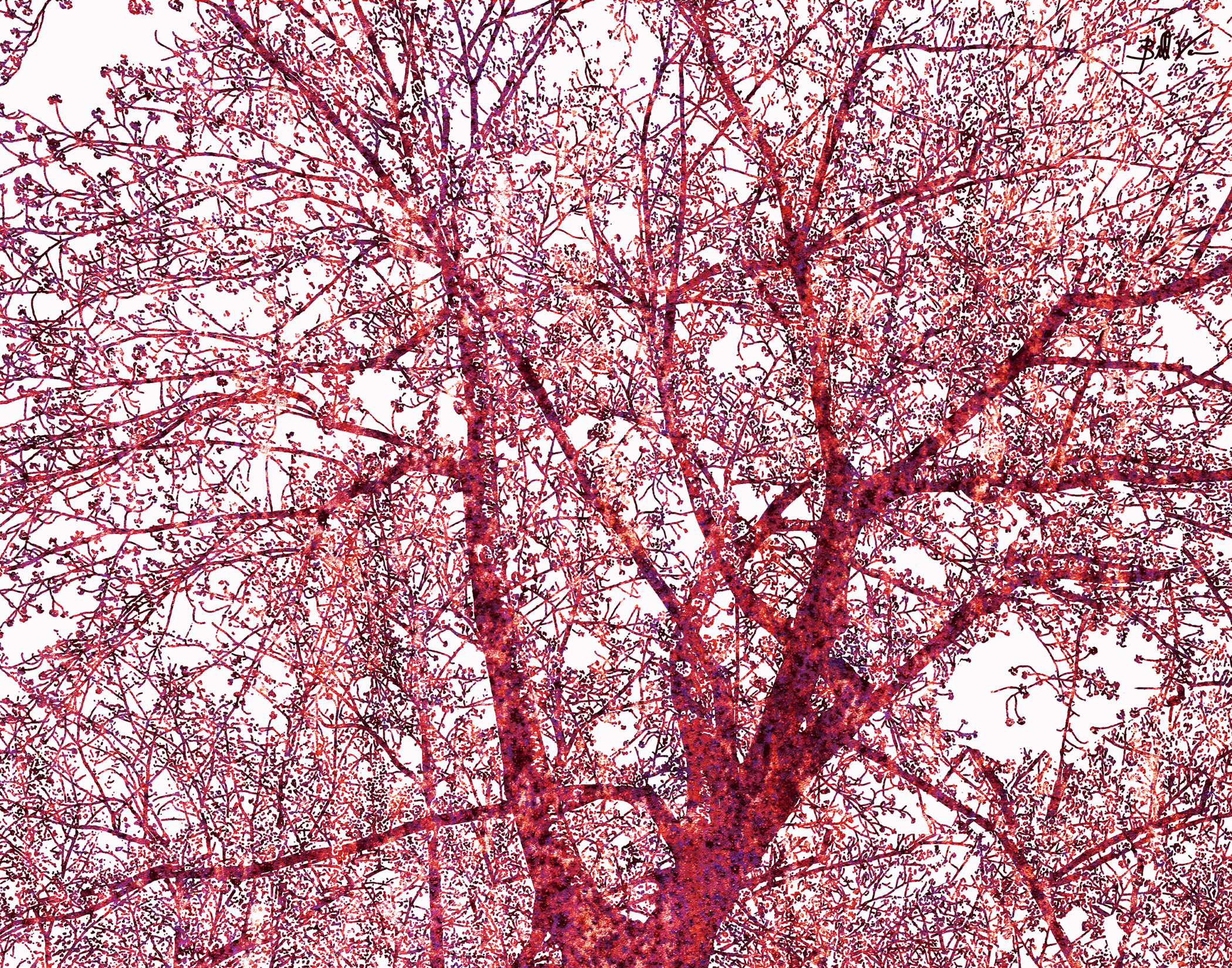Plum-Blossom-Tree.gif