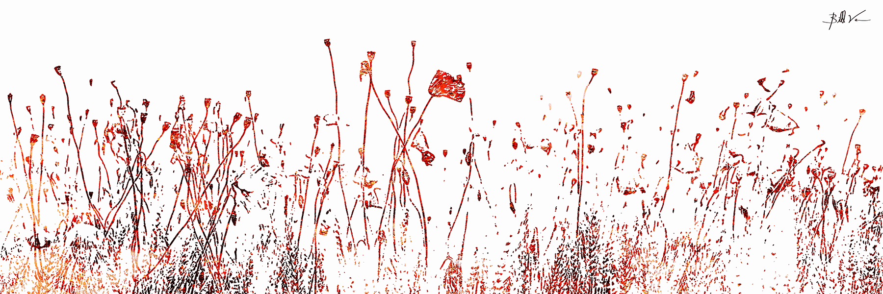 Poppies-in-the-Field-white.gif