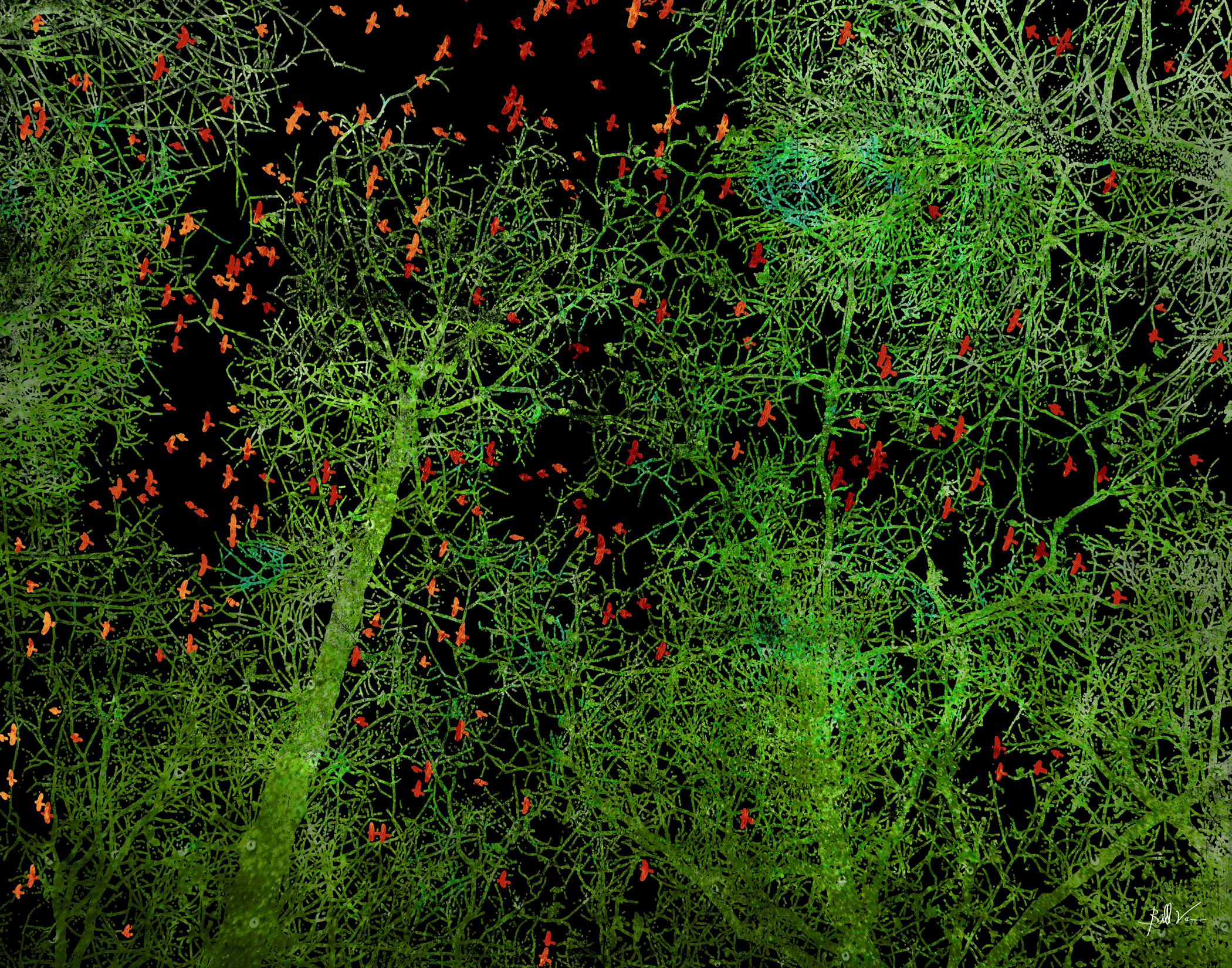 Birds-&-Trees.gif