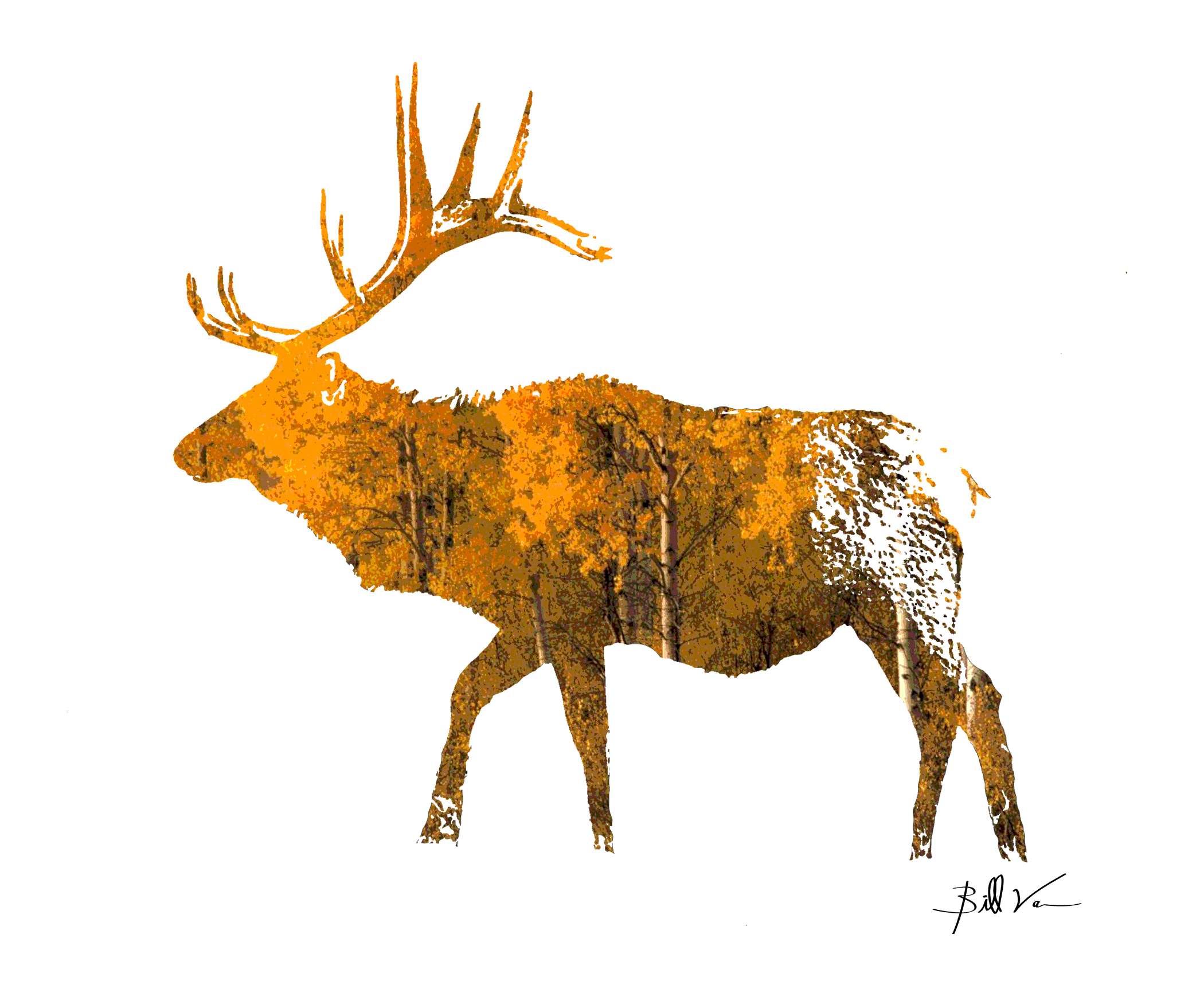 Bull-Elk-Aspens.gif