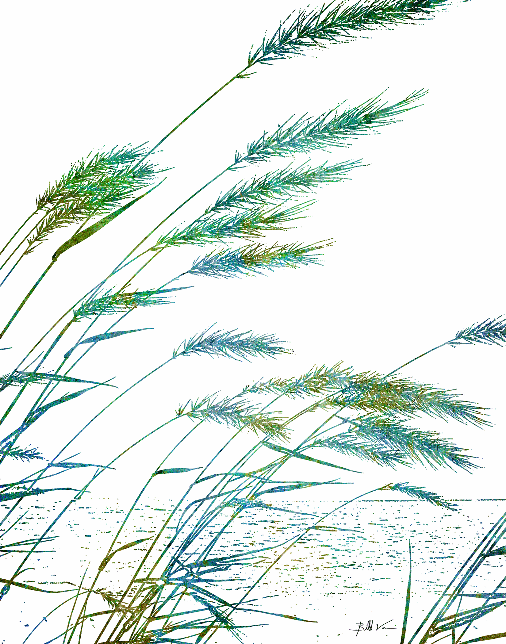 Sea-Oats.gif