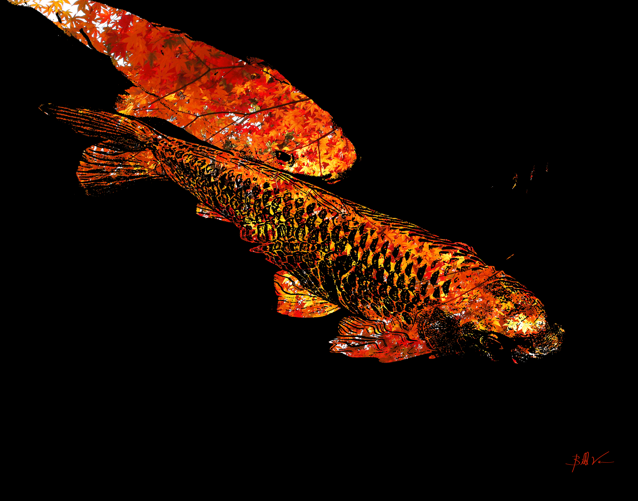 Koi.gif