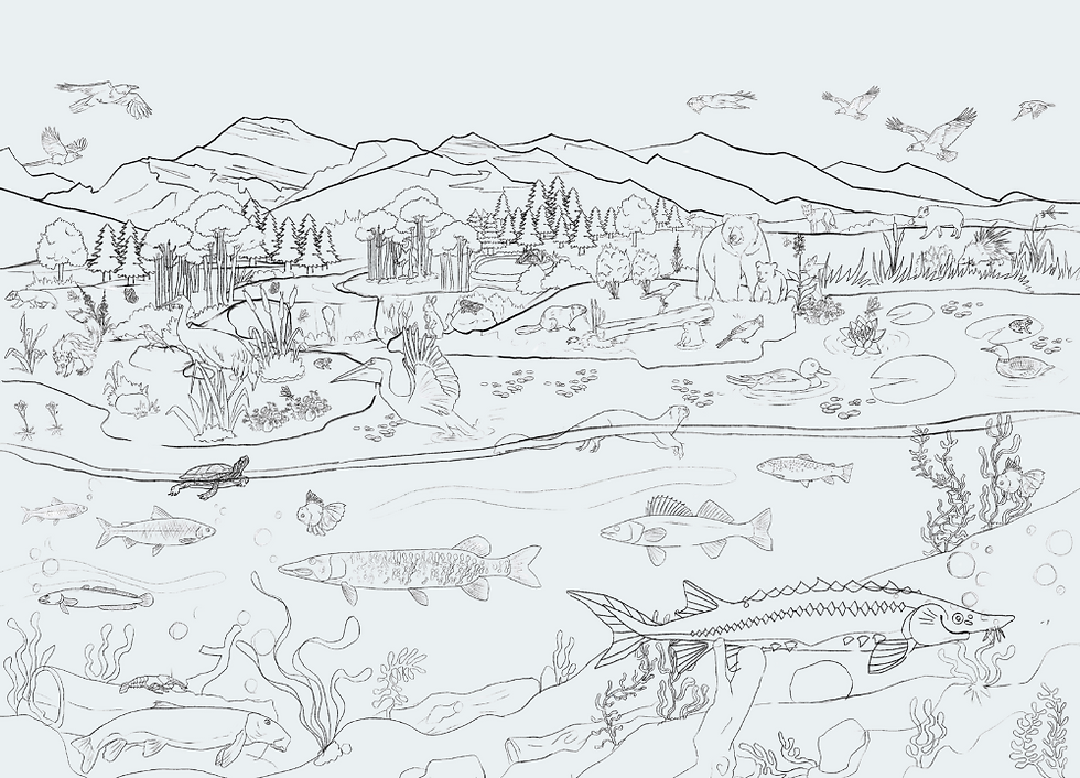 Minnow Page BG.png