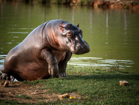 Aumenta la preocupación por el aumento de la población de hipopótamos en Antioquia.