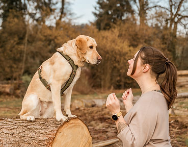 Hunde Harmonie