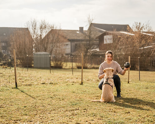 Hunde Harmonie