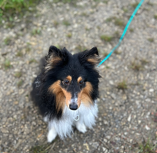 EDUCATRICE-CANINE-SAINT-LOUIS-DE-MONTFERRANT-21.heic