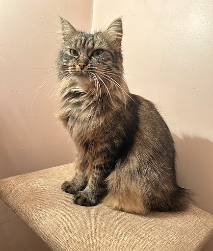 visite-chat-nac-33.HEIC