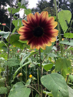 119655115_4348327448574815_9290825033001