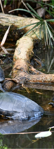 HAPPY TREE - RETIRO-04.png