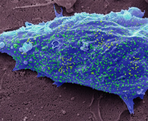 CANTIM DA COVID (PARTE 41)