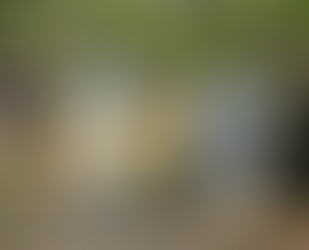 CANTIM DA COVID (PARTE 44)