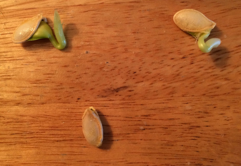 Sprouted squash seeds?