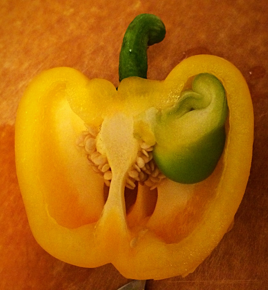 Bell Pepper Growth Inside at Darren Foshee blog