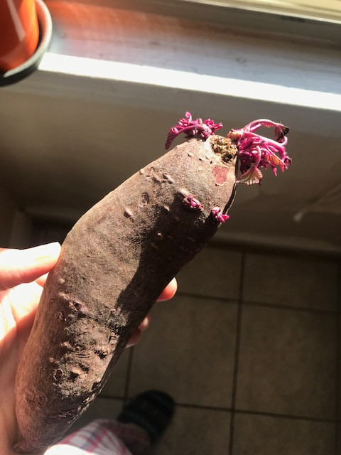 A sprouted sweet potato