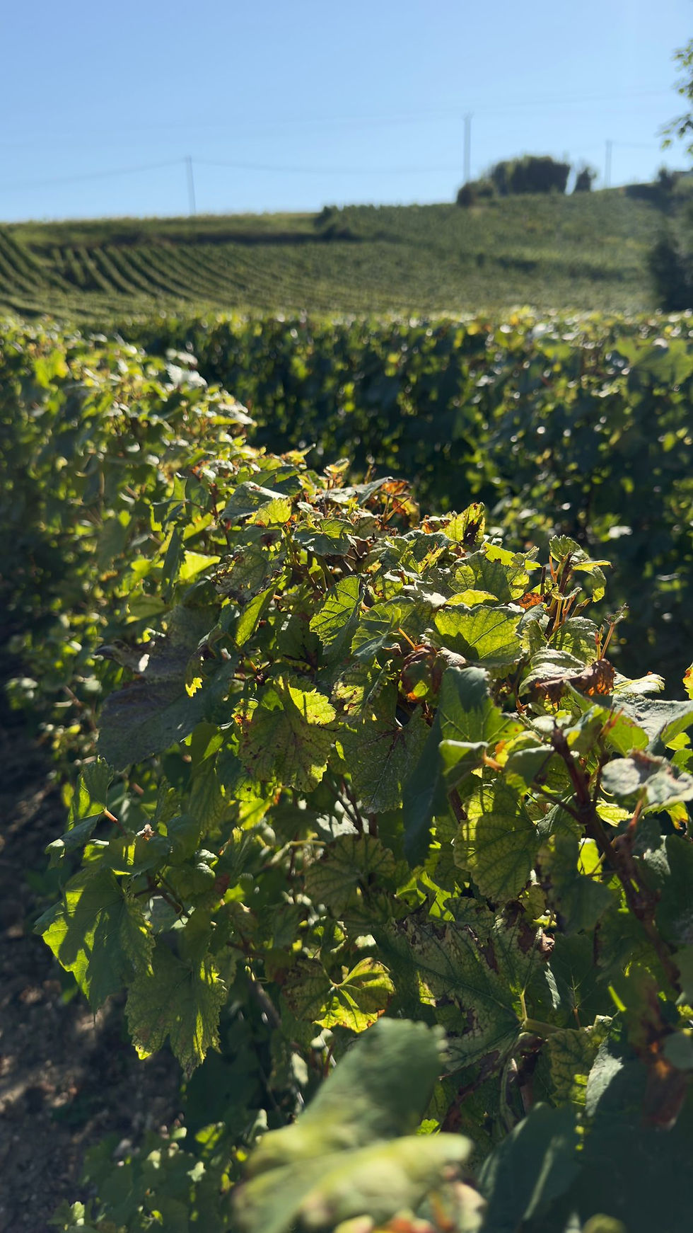 chardonnay wijngaard