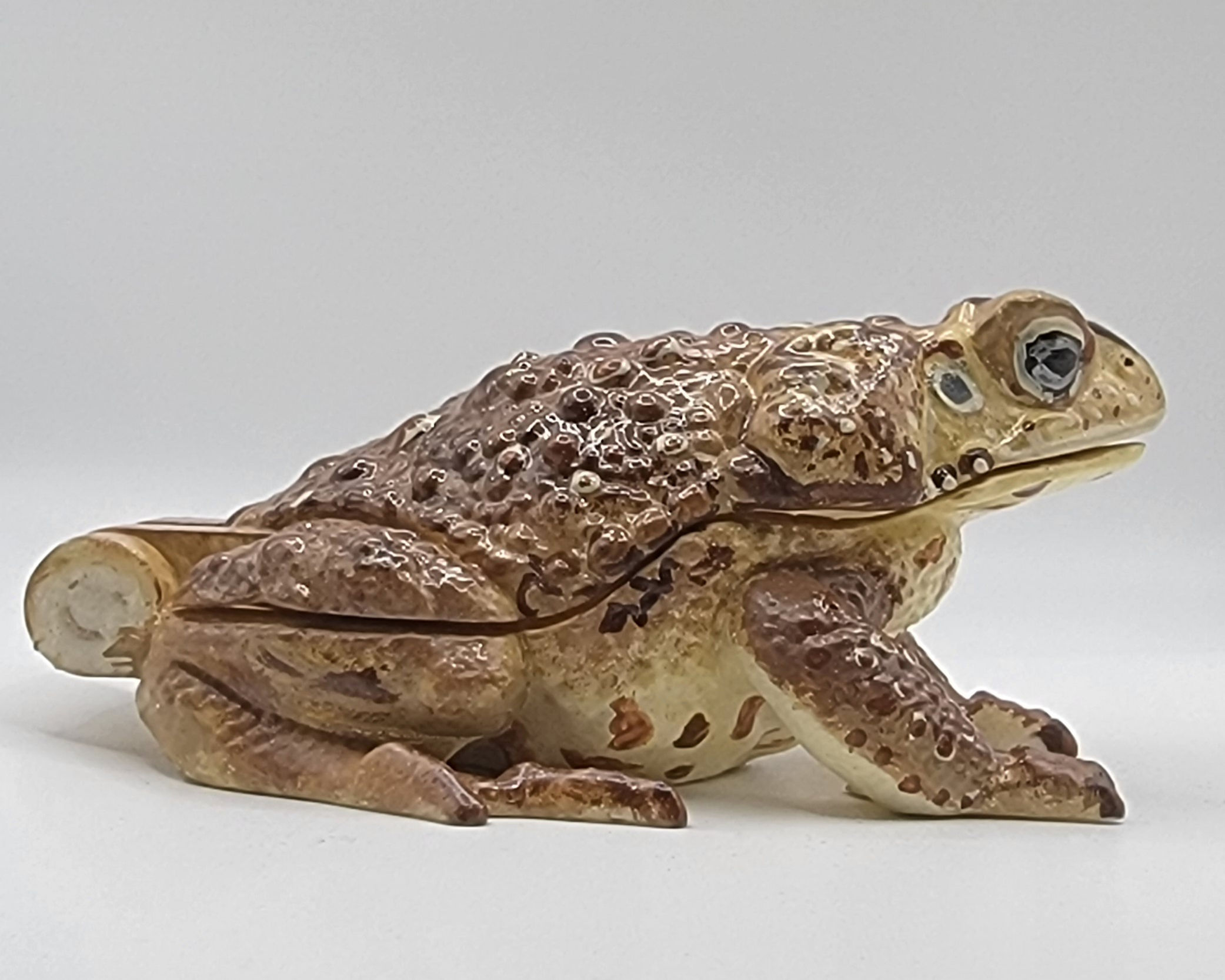 Marine Toad Box (Cane Toad)