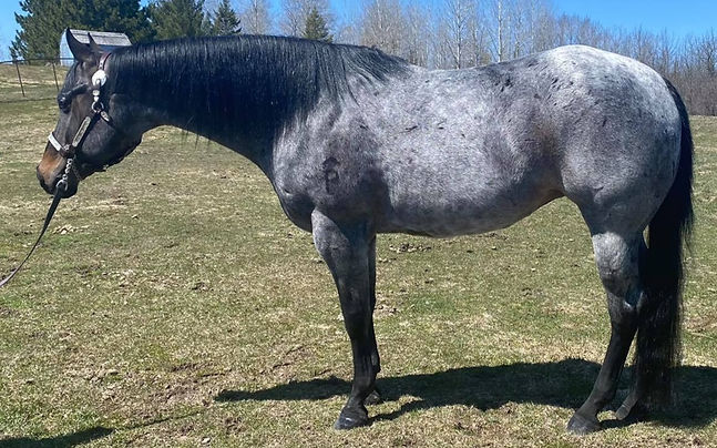 DIXIE Broodmare A Party Chick_edited.jpg