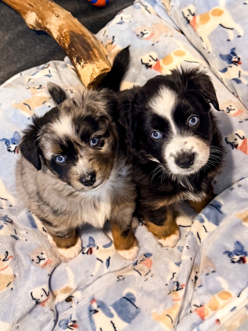 0D901DE9-3094-4170-BF06-DEE5EDC7A22E