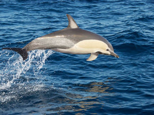 Singing Psalm 71 you stay the course