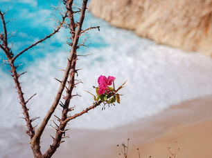 A flower blossoming on thorny branch with the ocean in the background