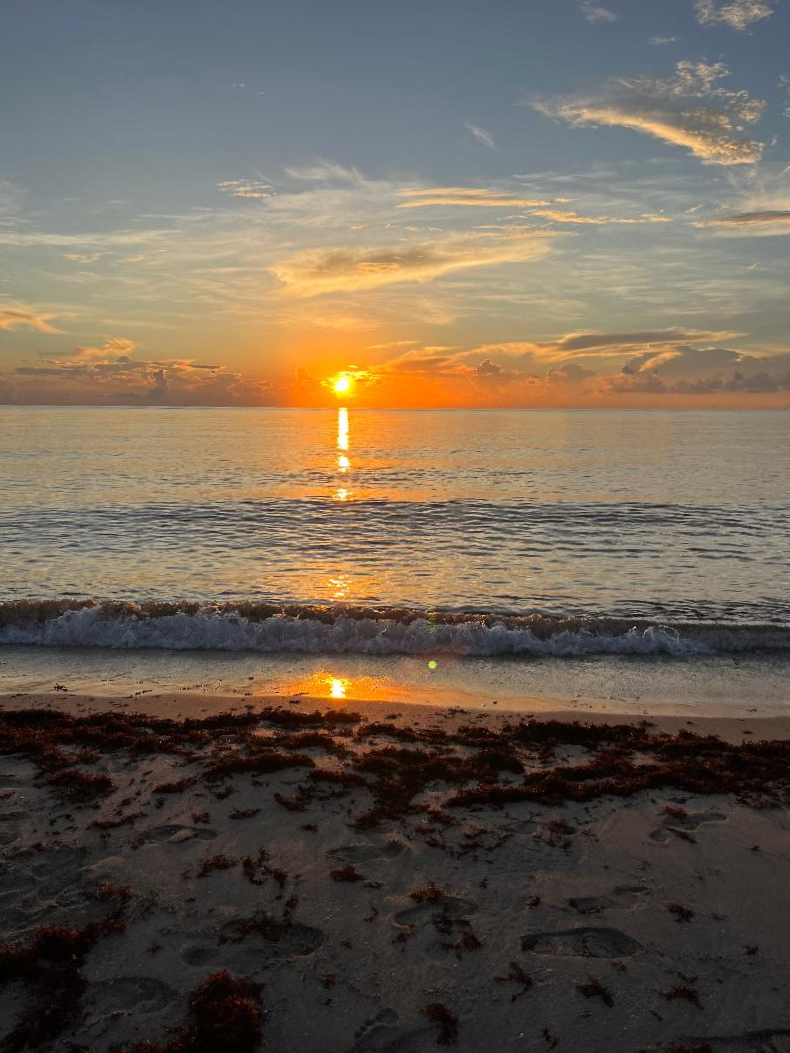 sunrise over the ocean, seaweed on sand