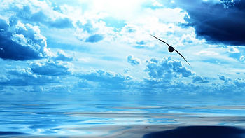 Soaring seabird over ocean