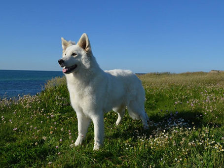 Fòrallergi hos hund - symptomer, årsaker og løsninger.