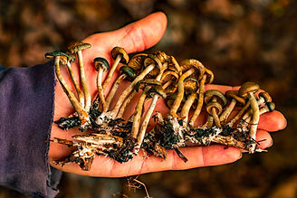 Psilocybe-mushroom.jpg