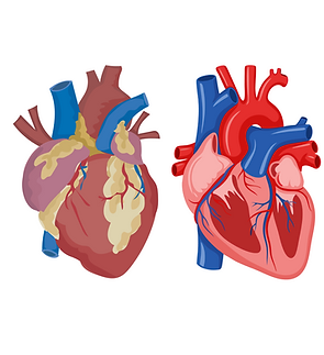 Cardiac Anatomy.png