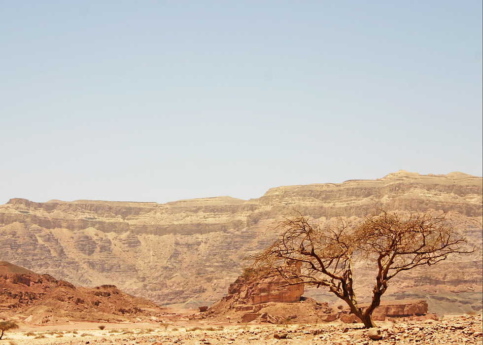 ADULT FORUM | The Other Old Testament Lessons: In the Wilderness