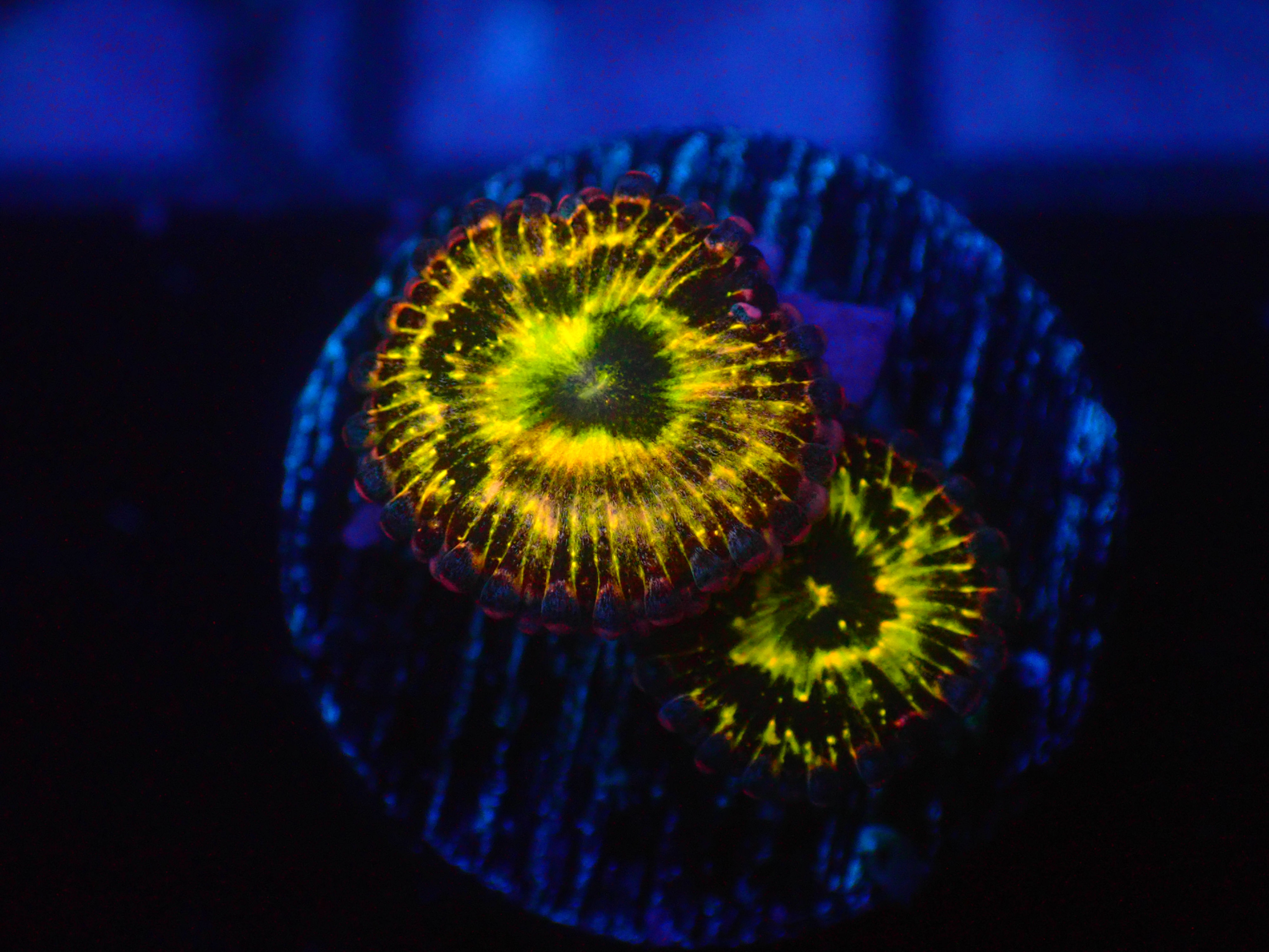 PRIVATE SALE REEFLIFE ON TIK TOK