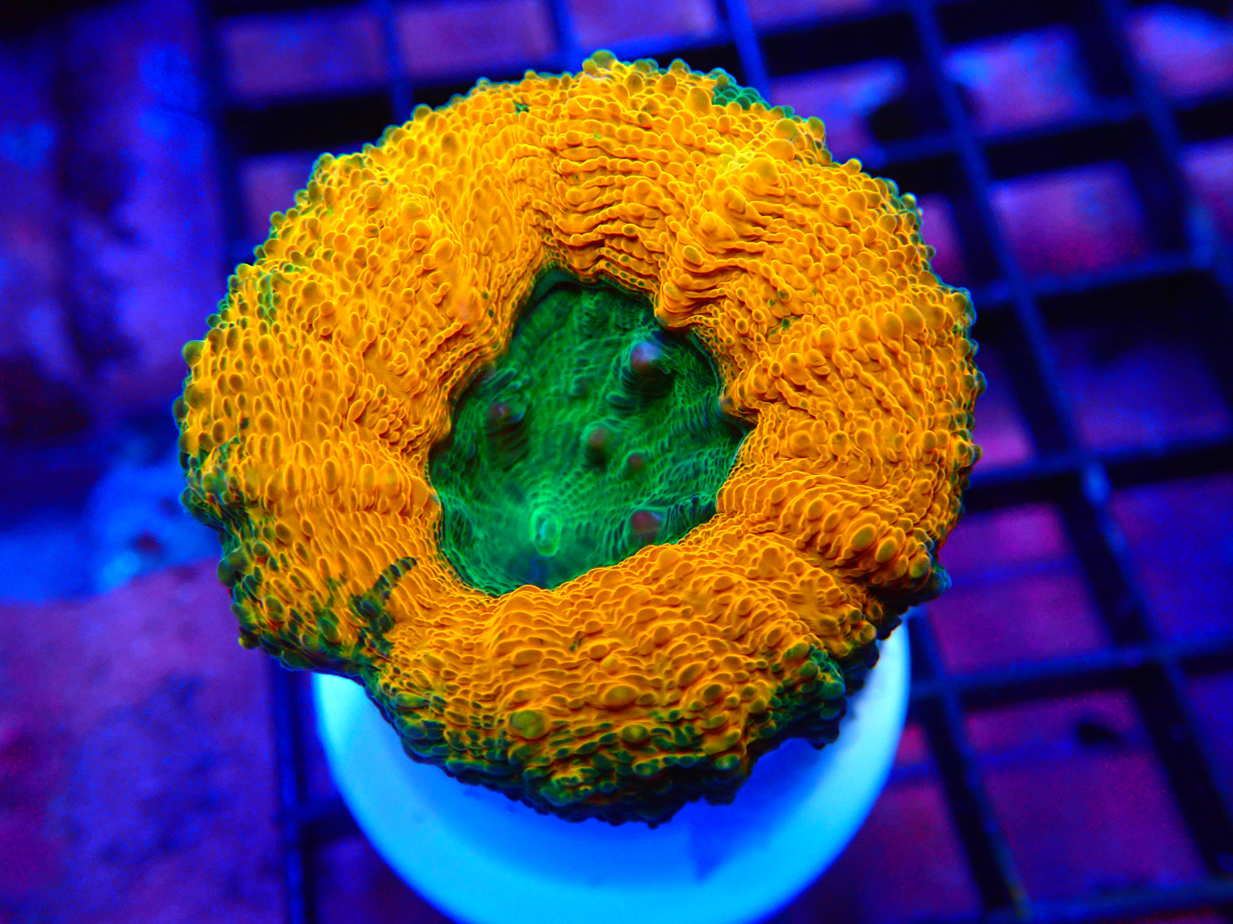 TERICA KENNEDY-LIVE AUCTION