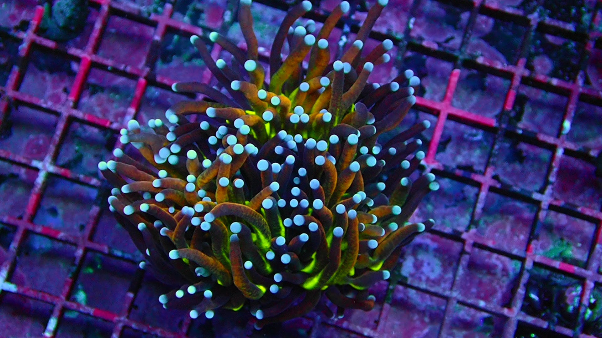 PRIVATE SALE CHRIS TEEM 8-10-25