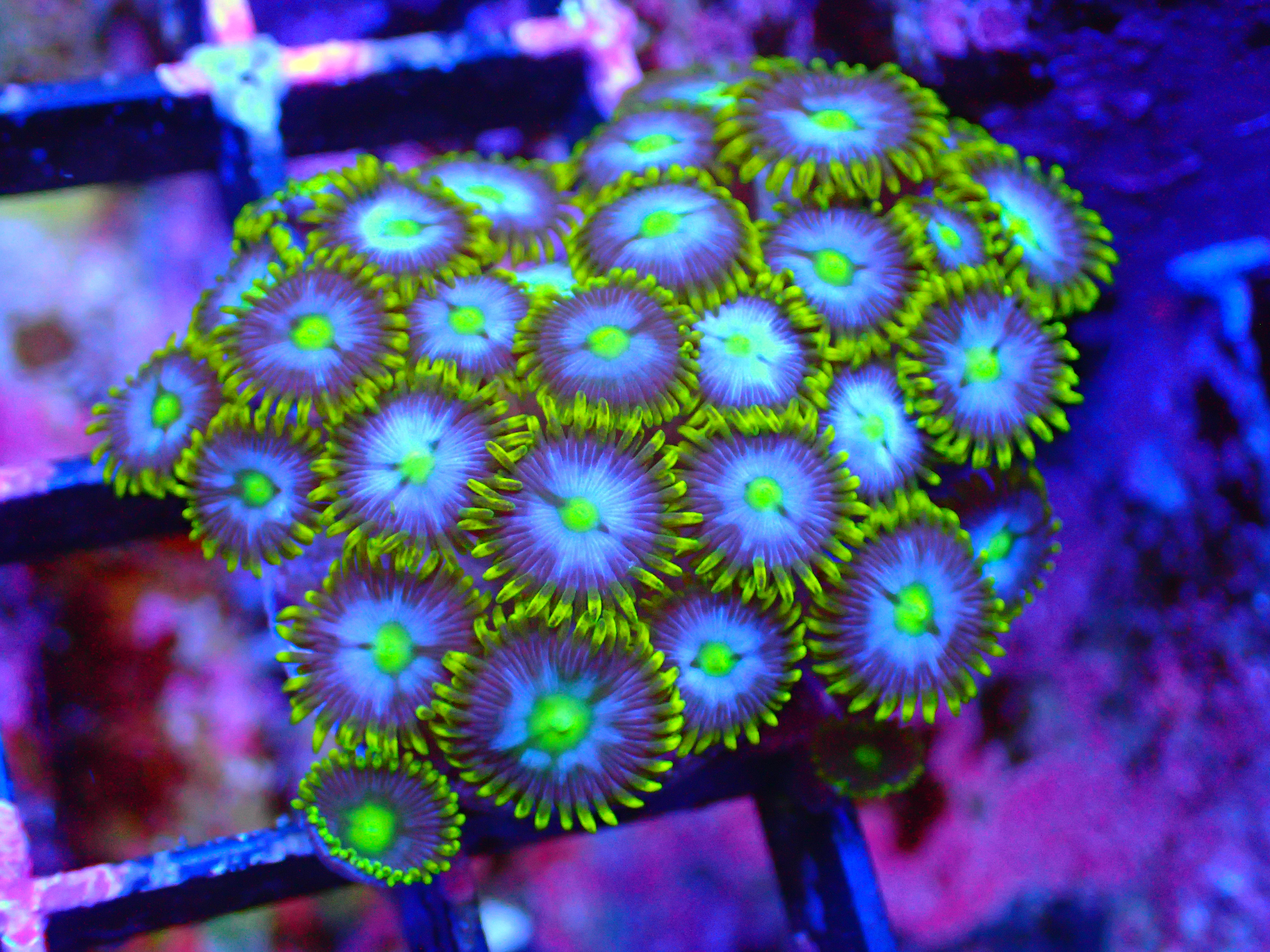 PRIVATE SALE CHASE G