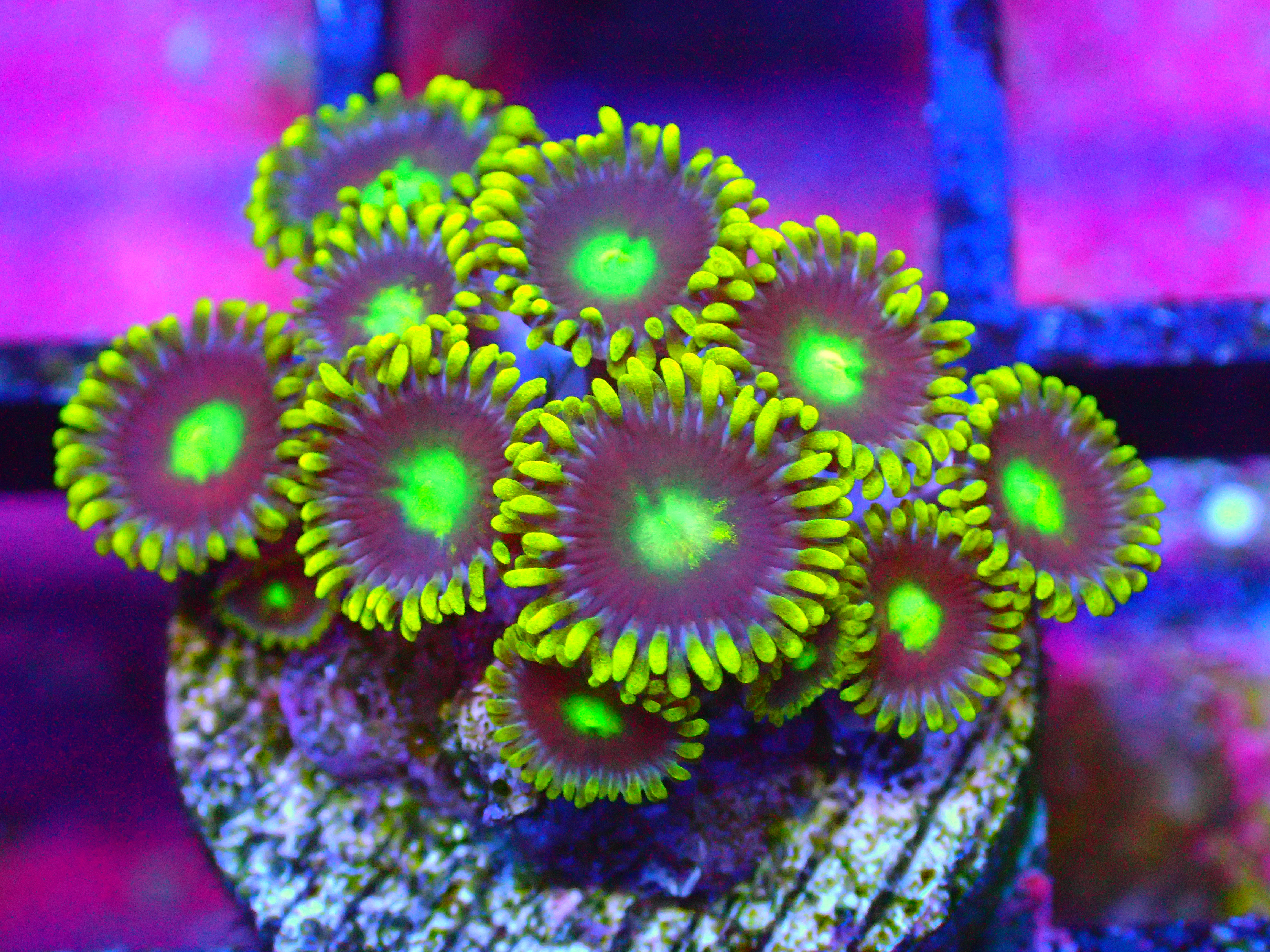 BLUE MEANIES - WYSIWYG