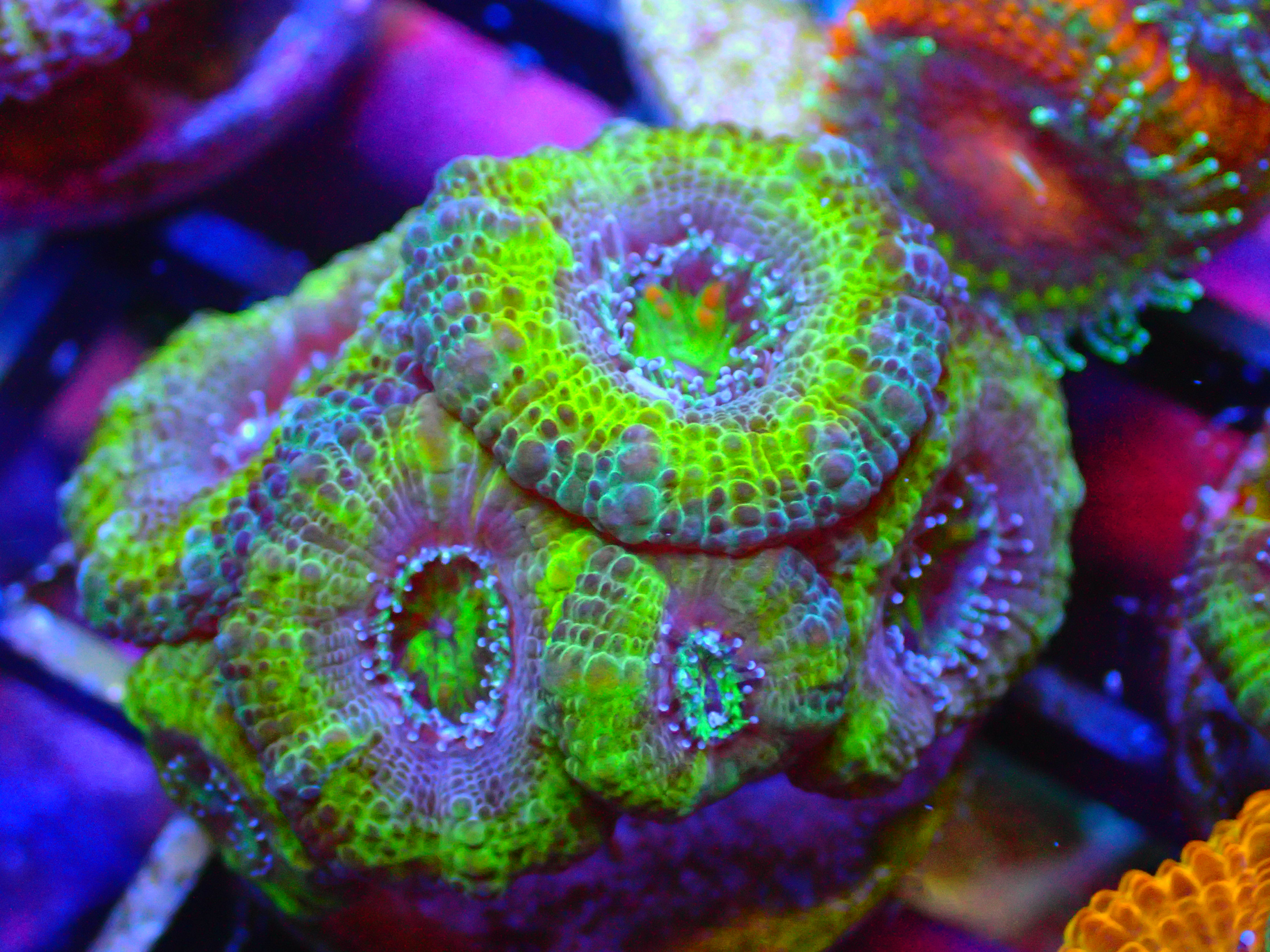 YELLAPURP FRAG #2  - WYSIWYG