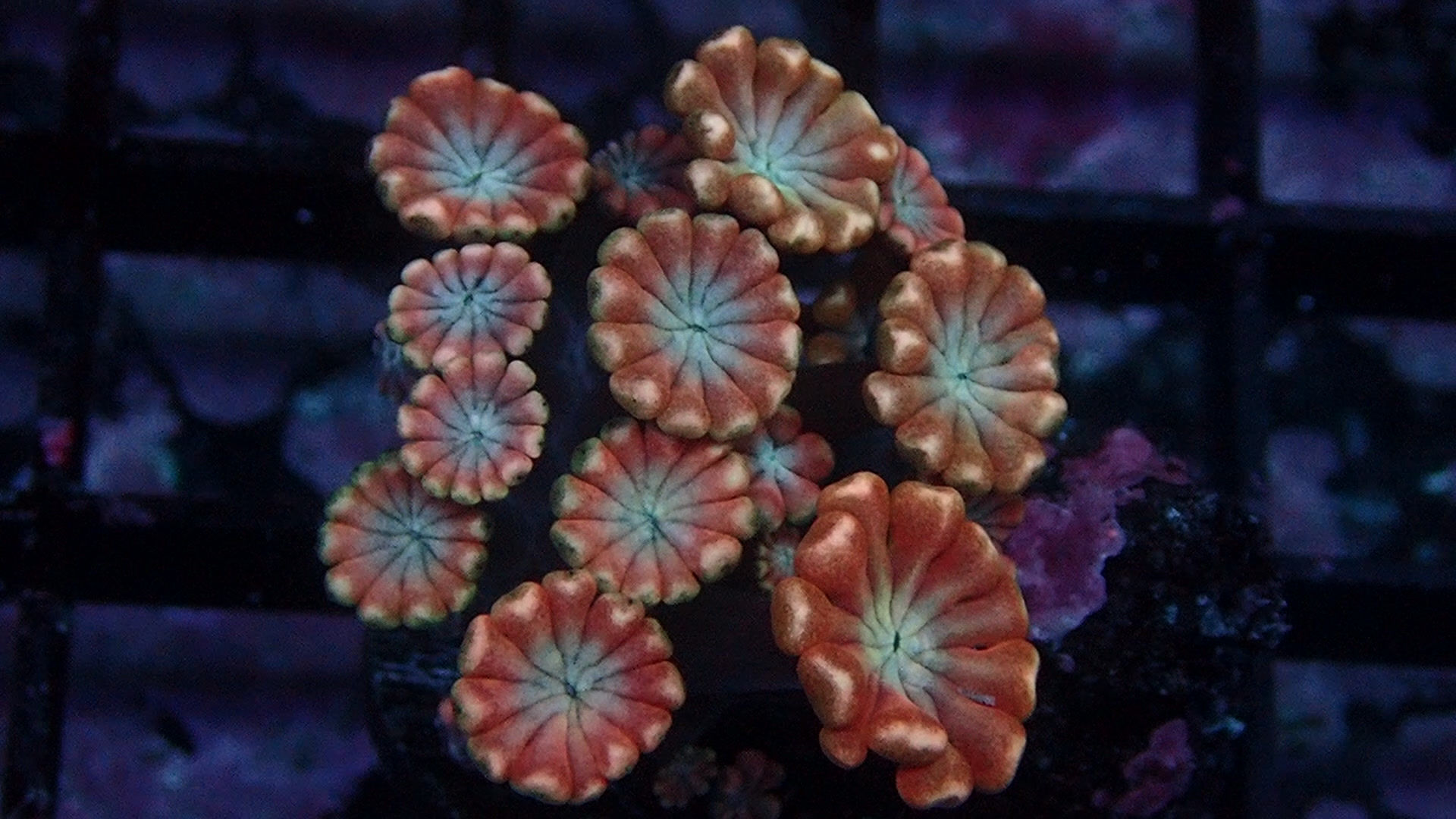 PRIVATE SALE MAGEN 9-28-25