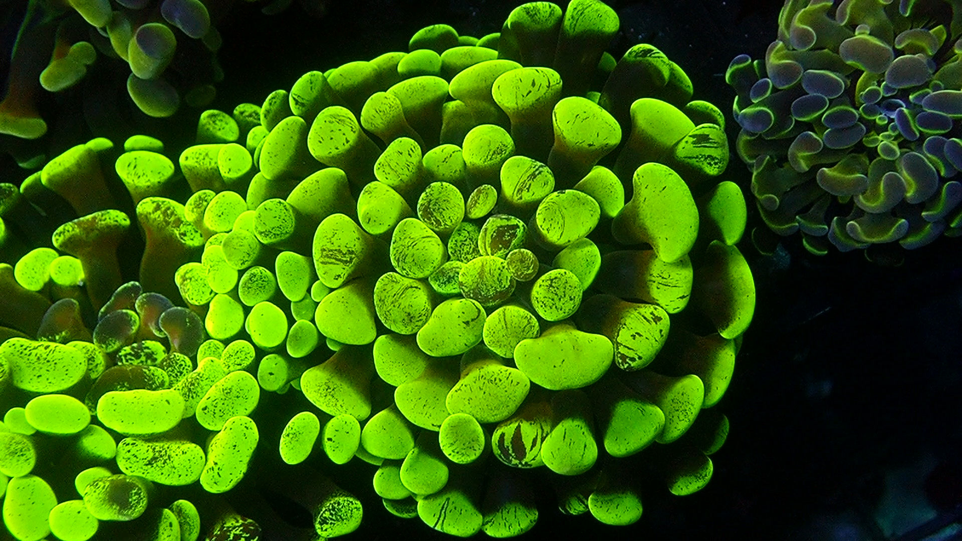 PRIVATE SALE SCOTT LEW 9-11-25