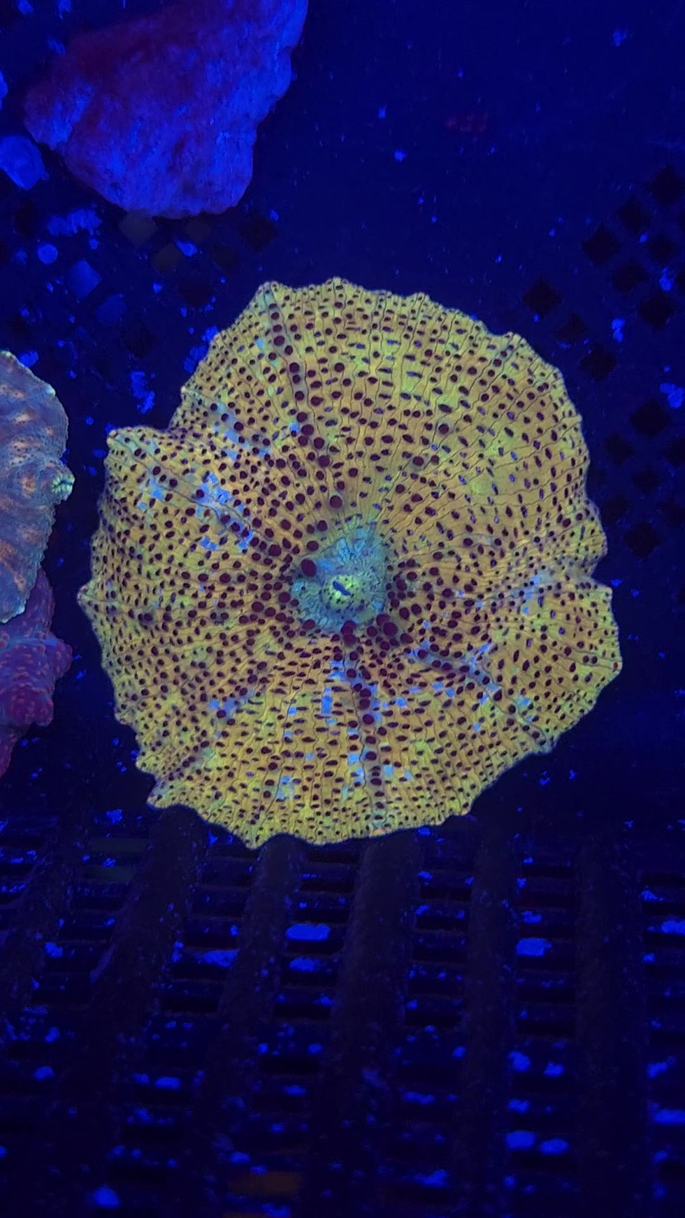 PRIVATE SALE AVORY M 10-10-25