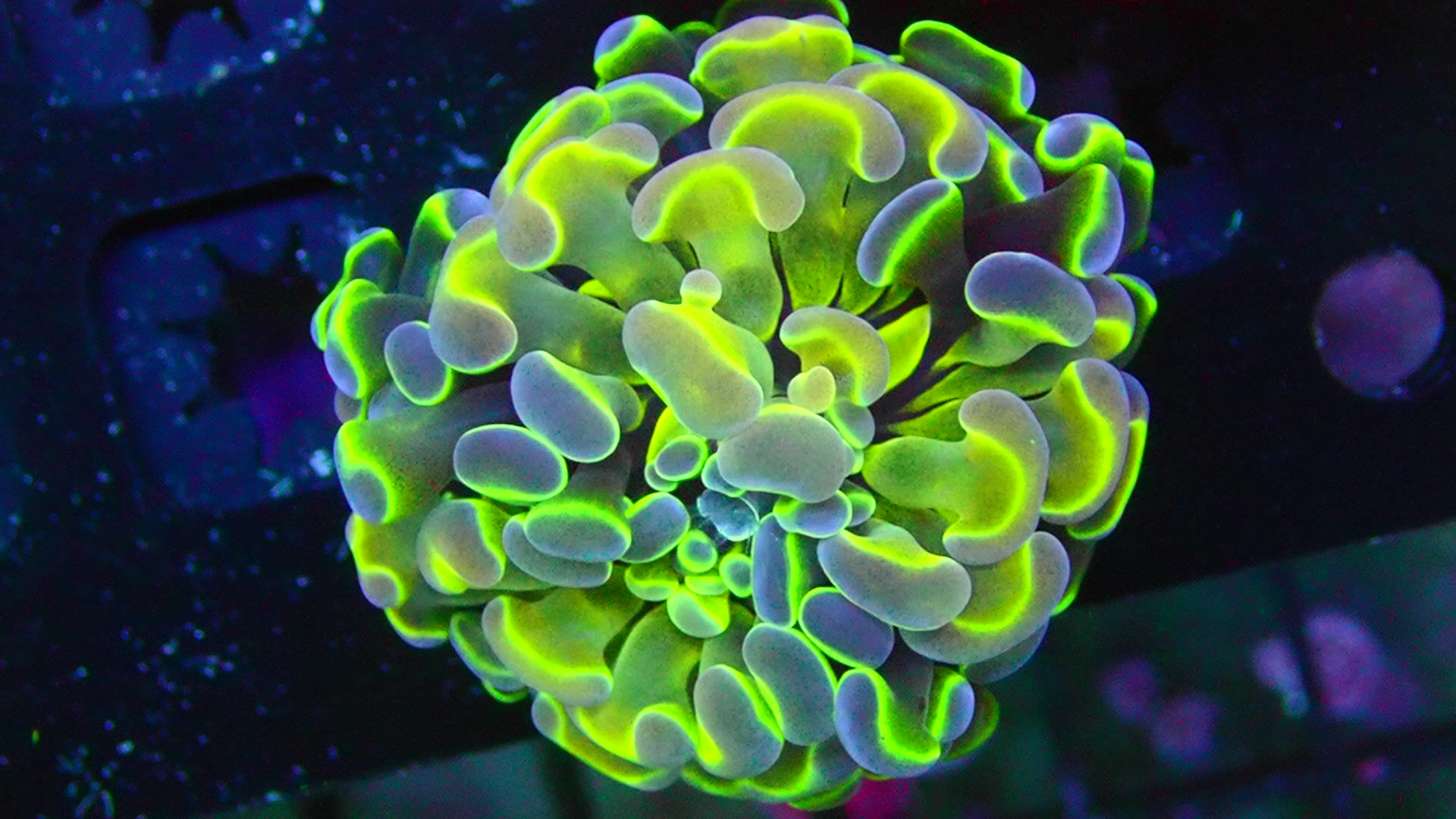 PRIVATE SALE MATTHEW MAC 9-12-25