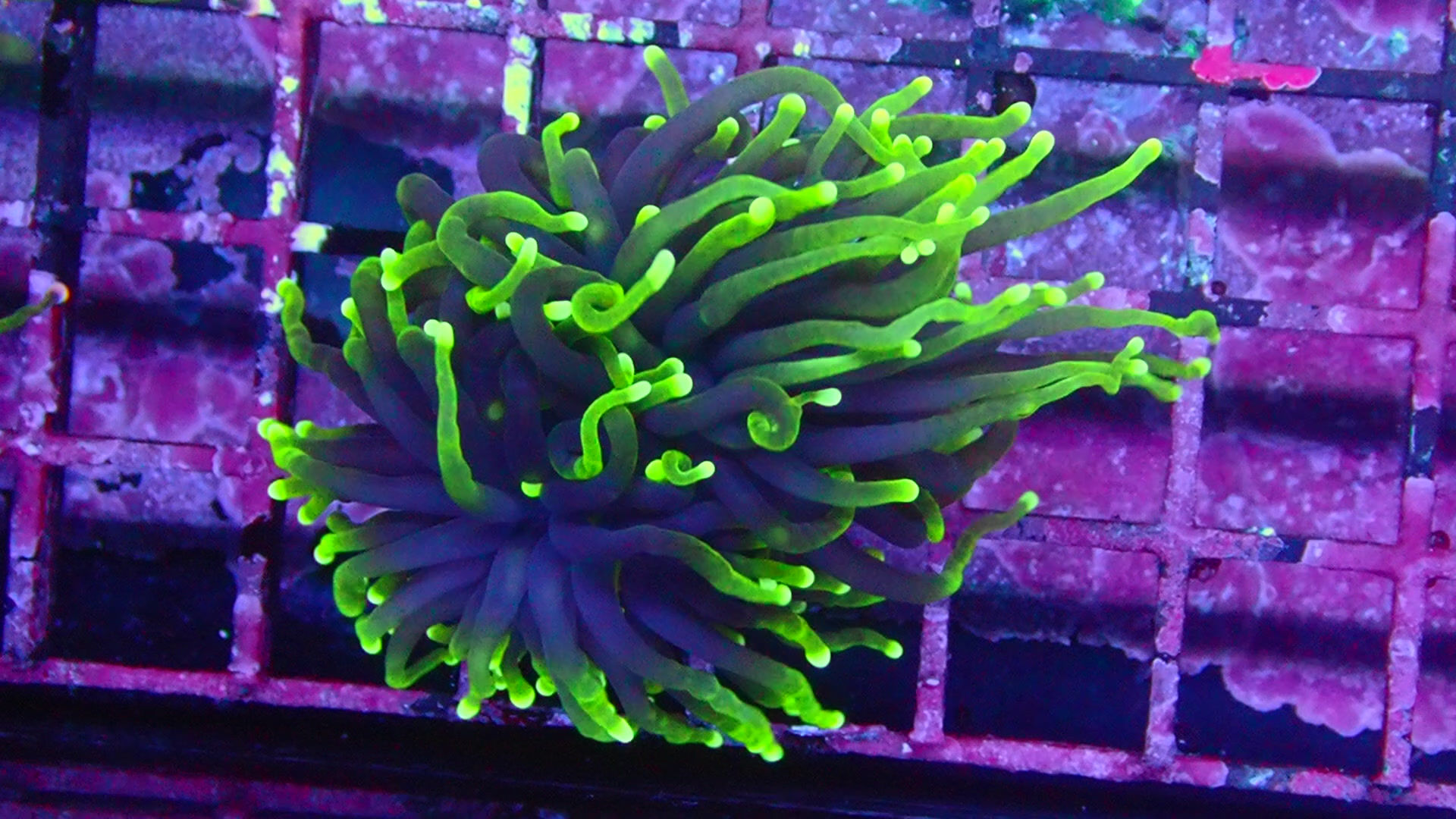 PRIVATE SALE PIJUS 9-6-25