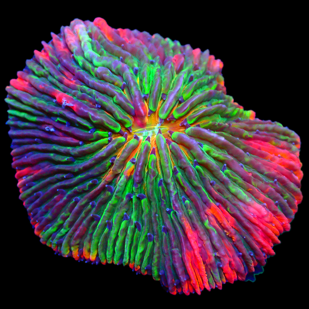 NOW N LATER FUNGIA PLATE - WYSIWYG