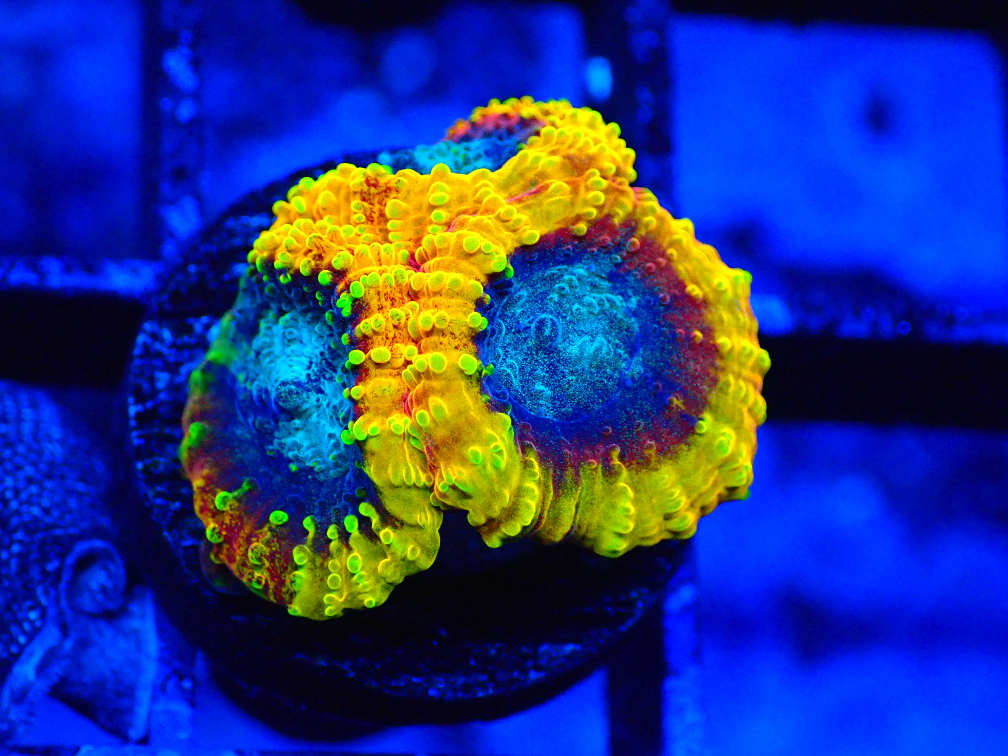 PRIVATE SALE TYLER MIL 9-4-25