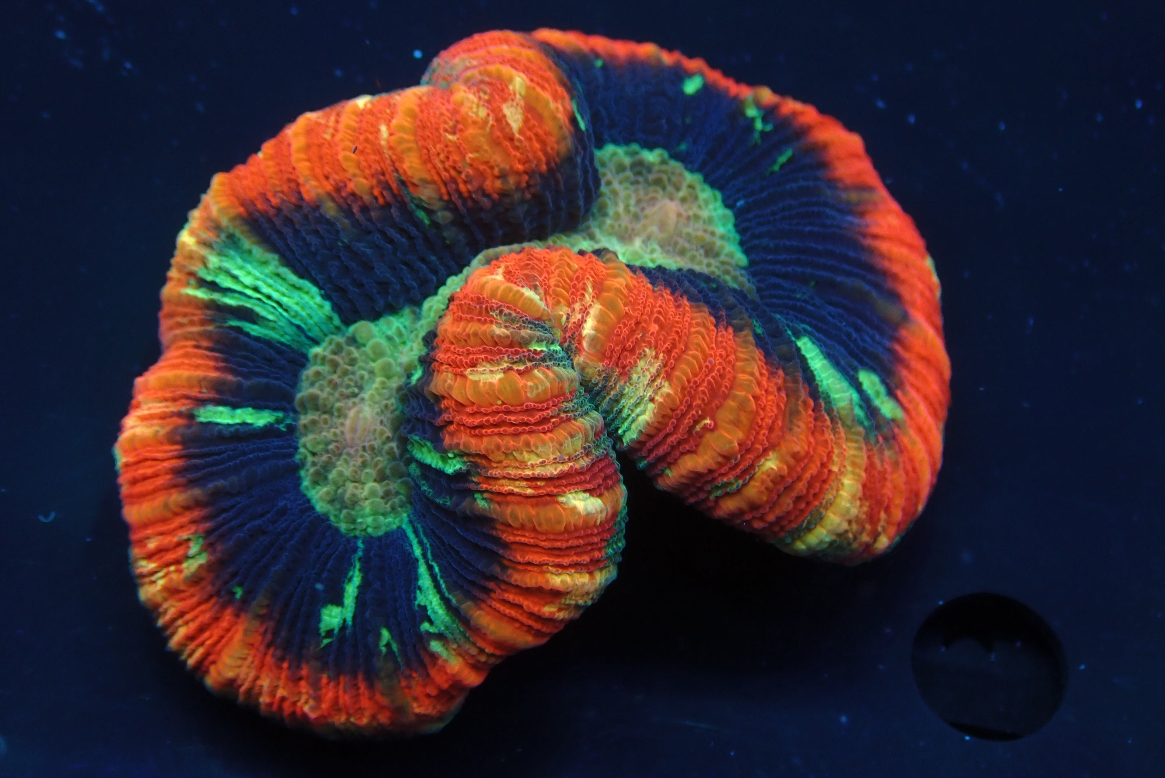 PRIVATE SALE MIKE P 8-3-25