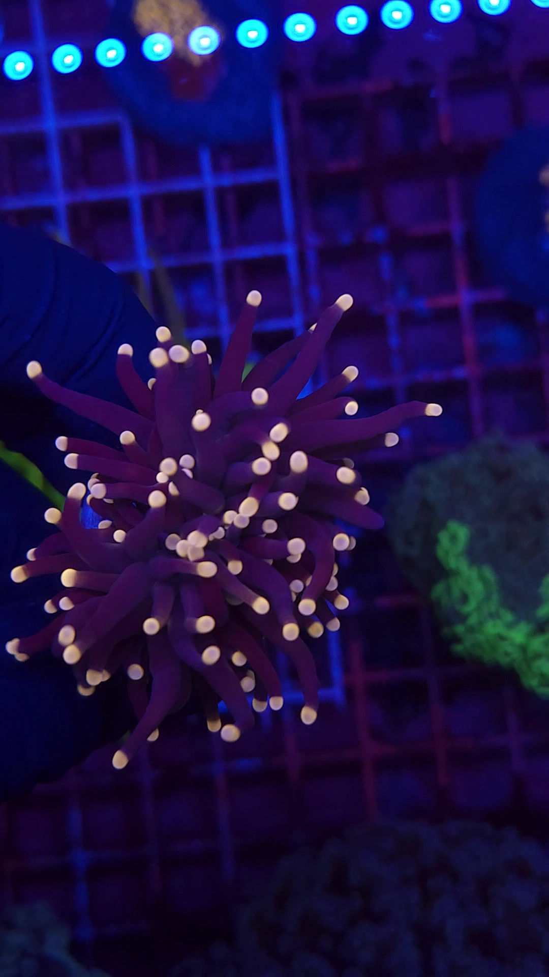 PRIVATE SALE ANI 10-9-25