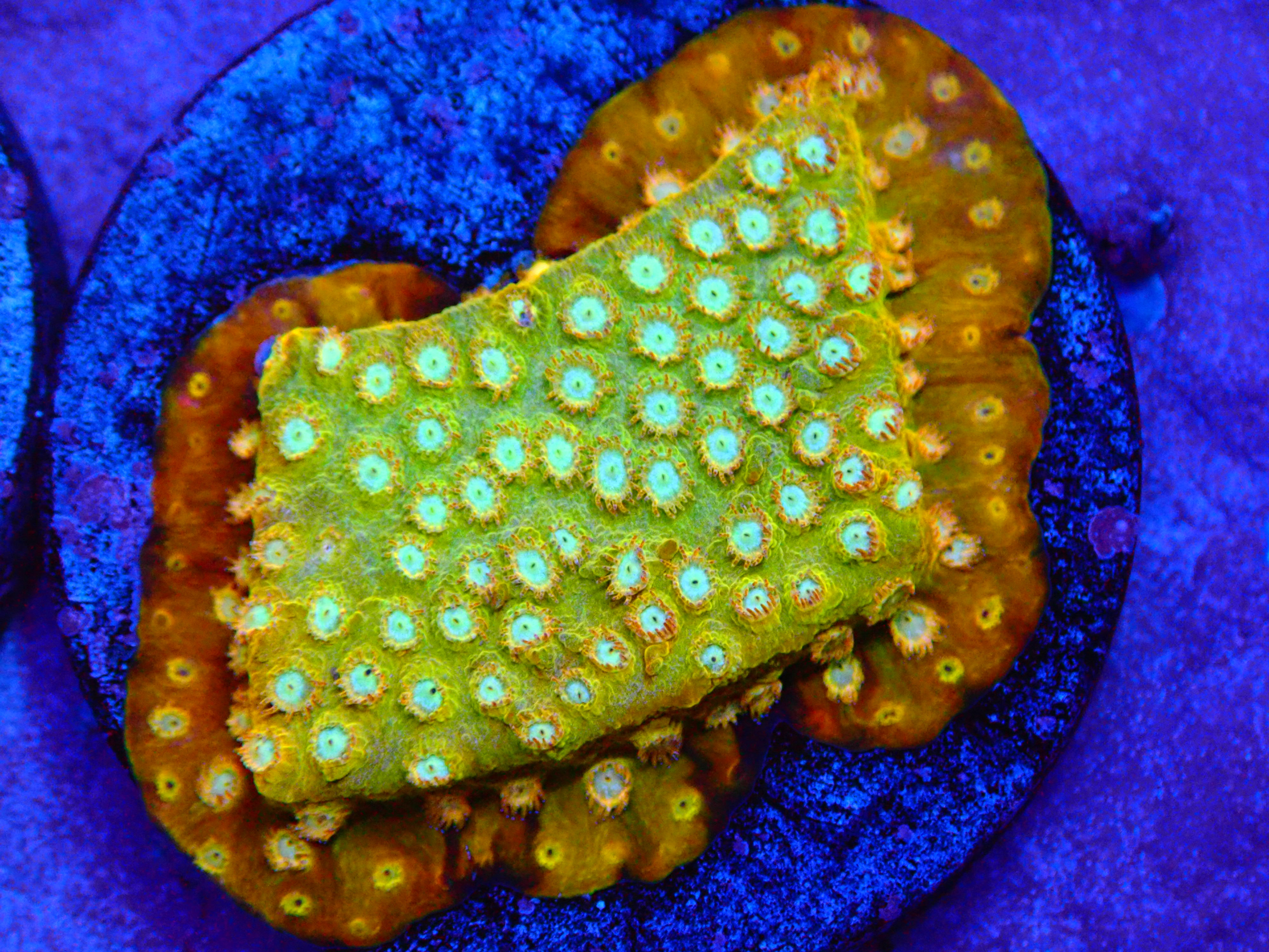 ETHAN CASTLEMAN-LIVE AUCTION DO NOT BUY