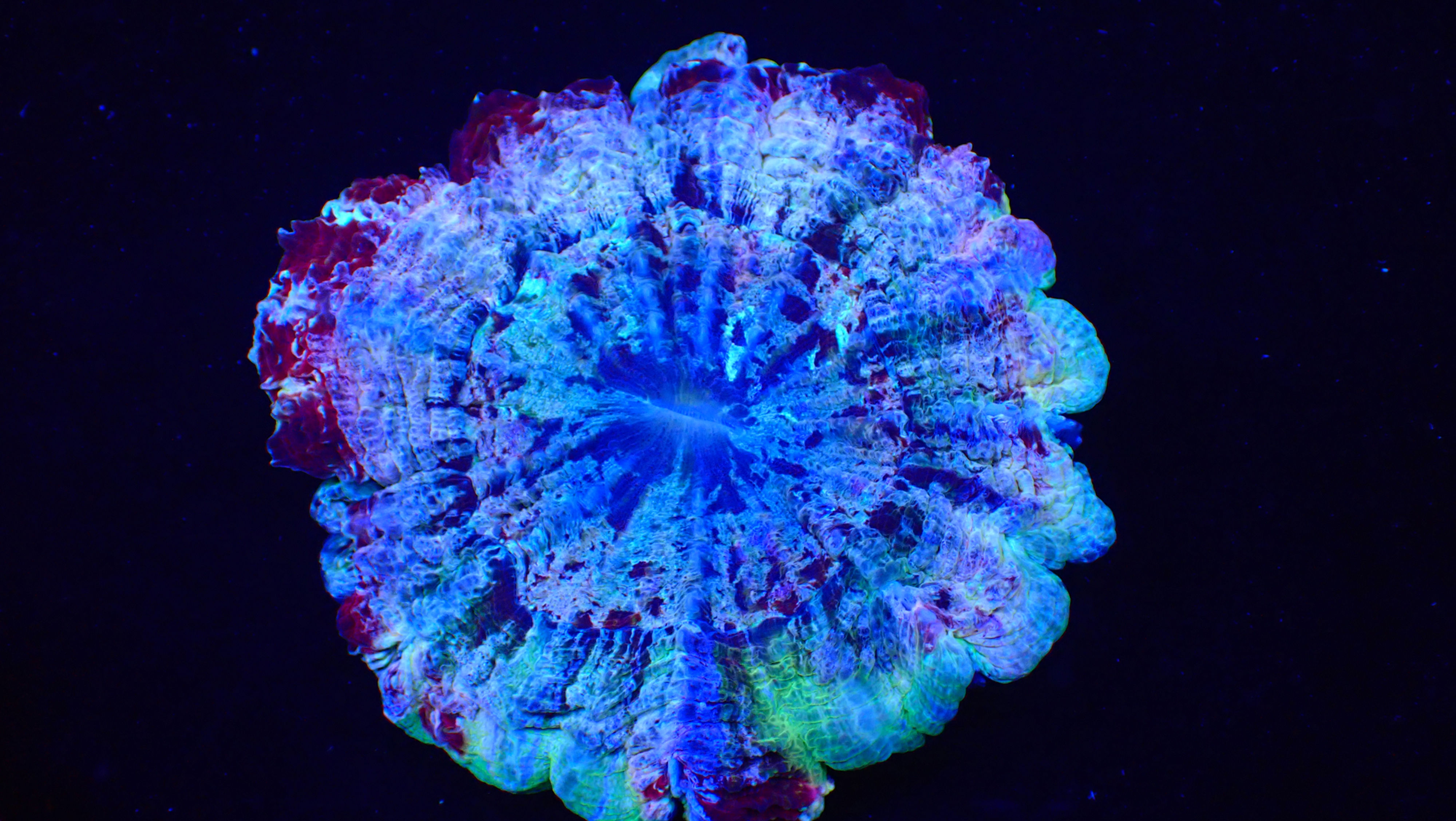 WINNERS CHOICE WAFFLE