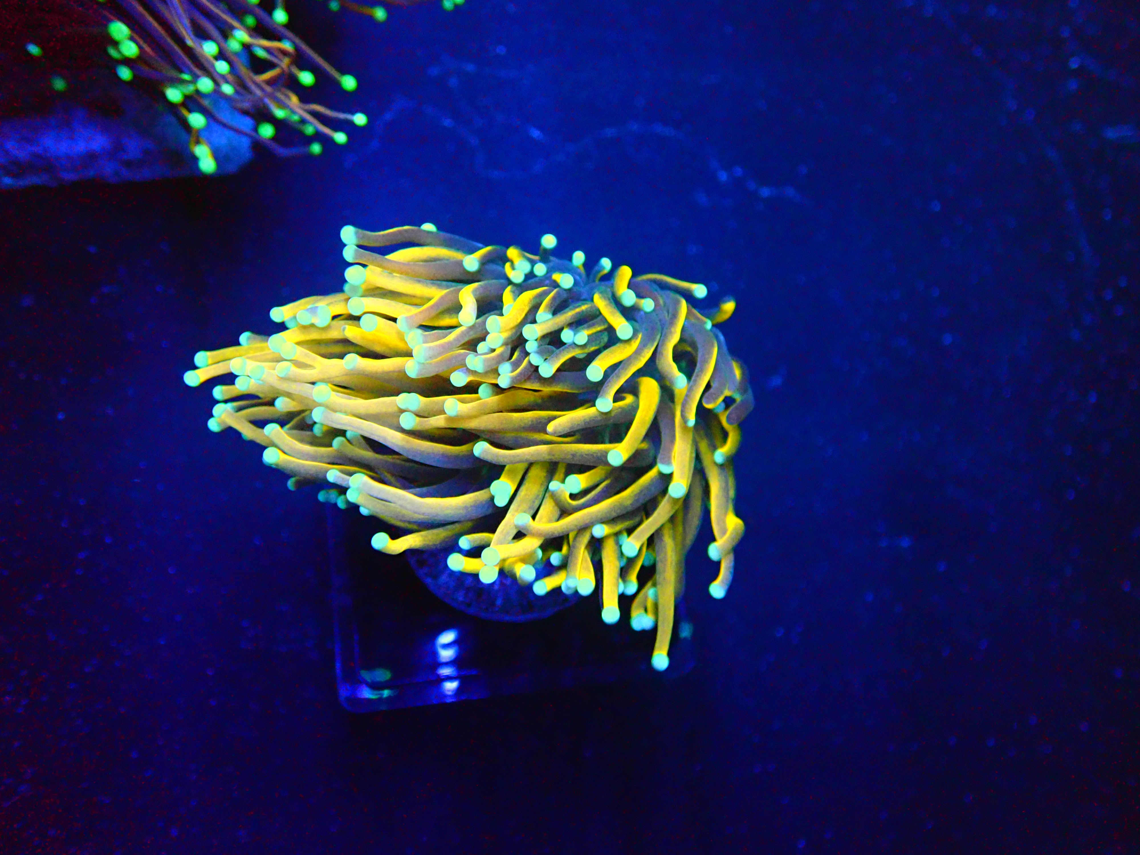 FACEBOOK TORCH CONTEST