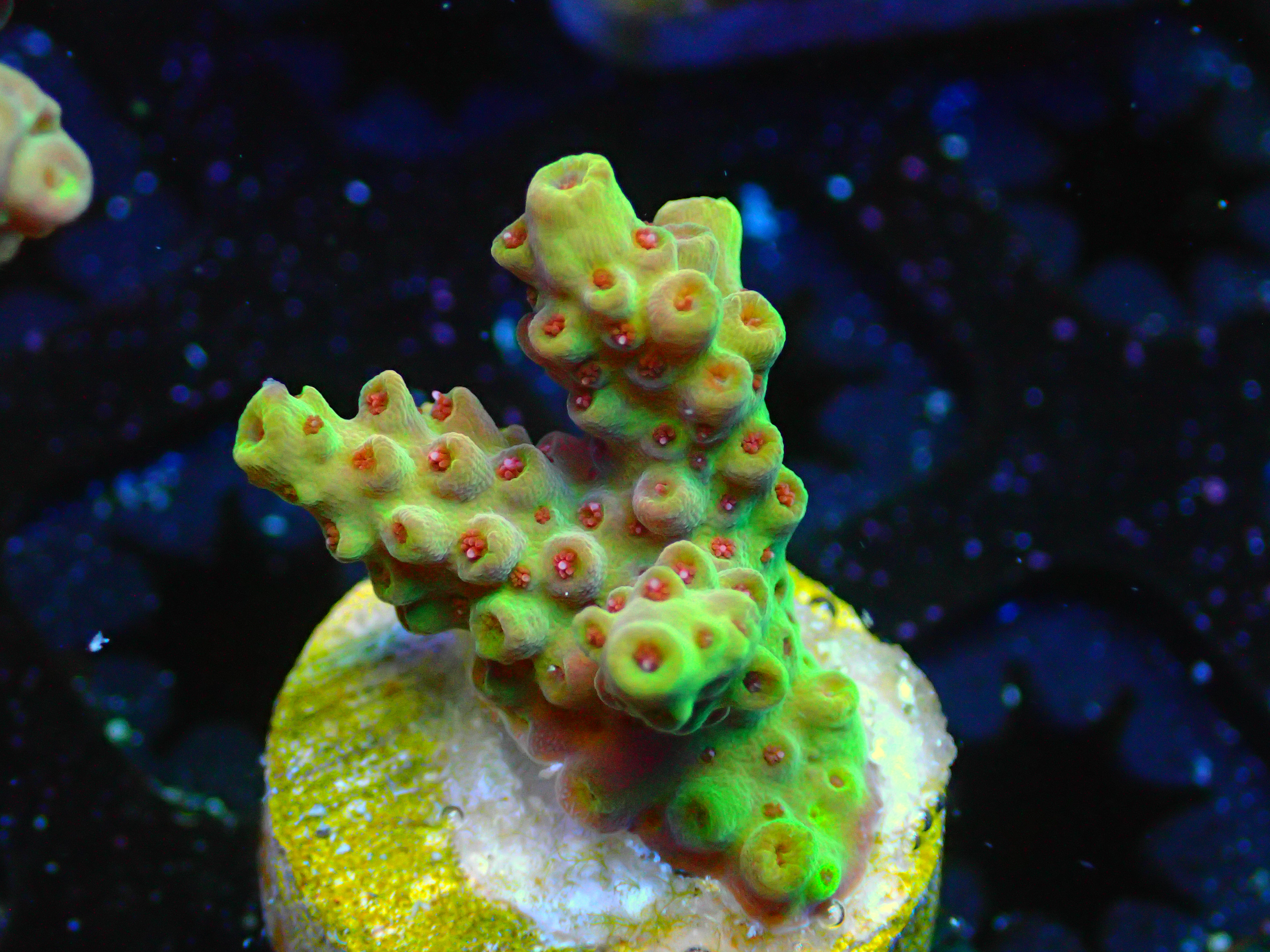 SHORTCAKE TYPE ACRO - WYSIWYG